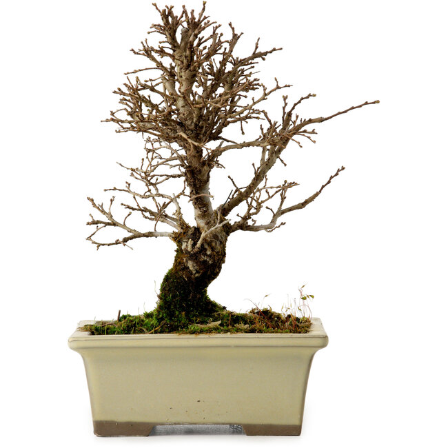 Ulmus parvifolia Nire, 17,5 cm, ± 10 ans