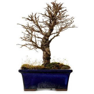 Ulmus parvifolia Nire, 17 cm, ± 10 Jahre alt