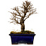 Ulmus parvifolia Nire, 17 cm, ± 10 years old