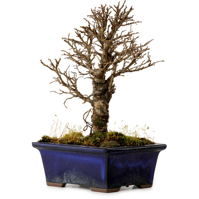 Ulmus parvifolia Nire, 17 cm, ± 10 years old