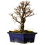 Ulmus parvifolia Nire, 17 cm, ± 10 Jahre alt