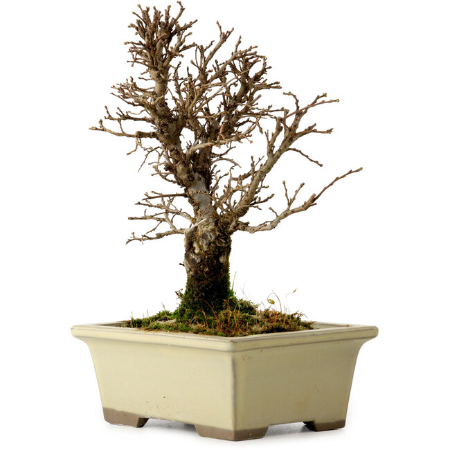 Ulmus parvifolia Nire, 17,5 cm, ± 10 años