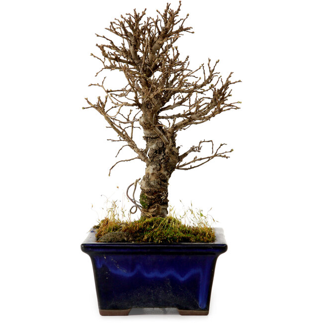 Ulmus parvifolia Nire, 17 cm, ± 10 years old