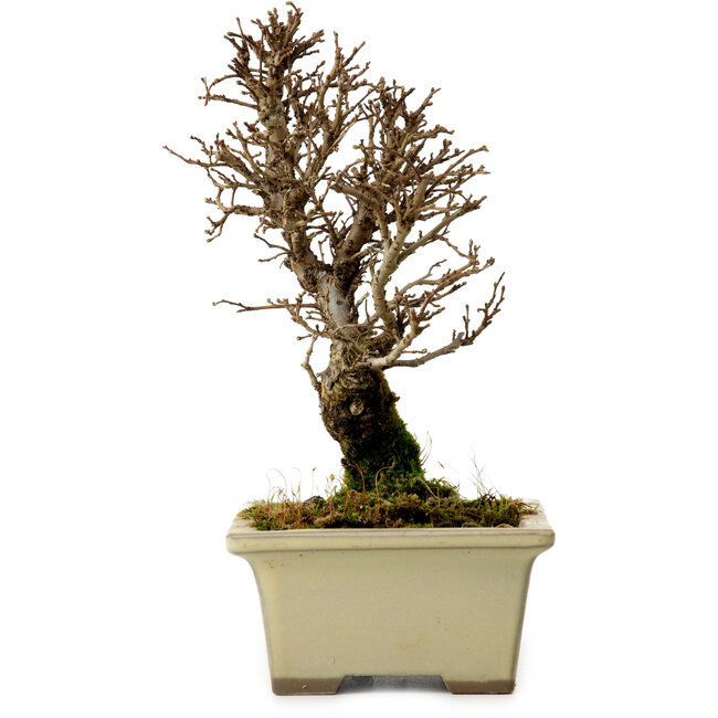 Ulmus parvifolia Nire, 17,5 cm, ± 10 jaar oud