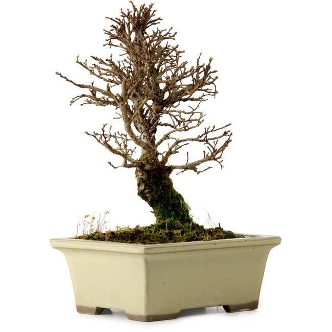 Ulmus parvifolia Nire, 17,5 cm, ± 10 jaar oud