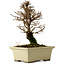 Ulmus parvifolia Nire, 17,5 cm, ± 10 ans