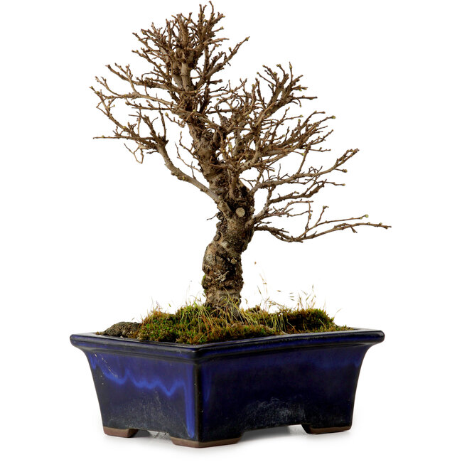 Ulmus parvifolia Nire, 17 cm, ± 10 Jahre alt