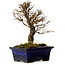 Ulmus parvifolia Nire, 17 cm, ± 10 years old