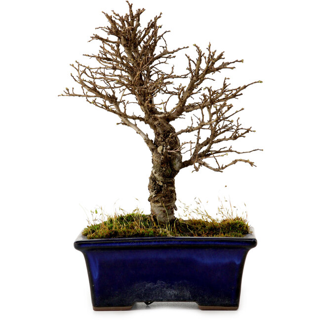 Ulmus parvifolia Nire, 17 cm, ± 10 years old