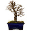 Ulmus parvifolia Nire, 17 cm, ± 10 Jahre alt