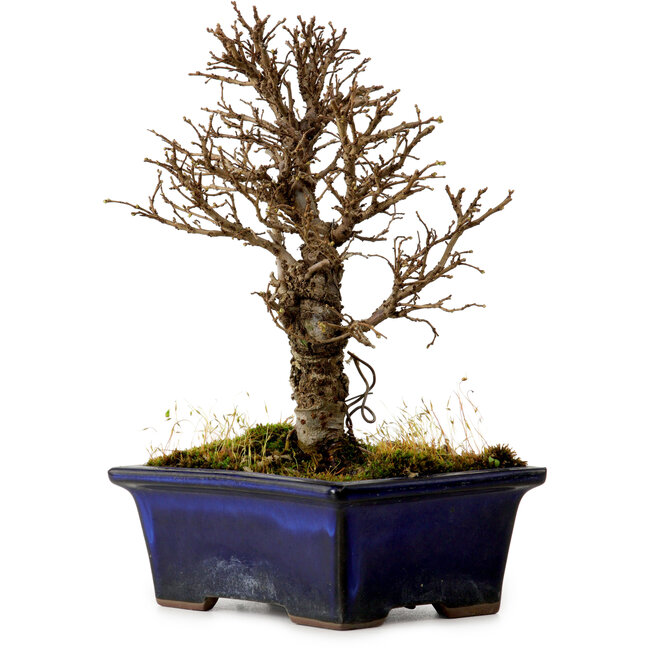 Ulmus parvifolia Nire, 17 cm, ± 10 anni