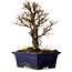 Ulmus parvifolia Nire, 17 cm, ± 10 Jahre alt