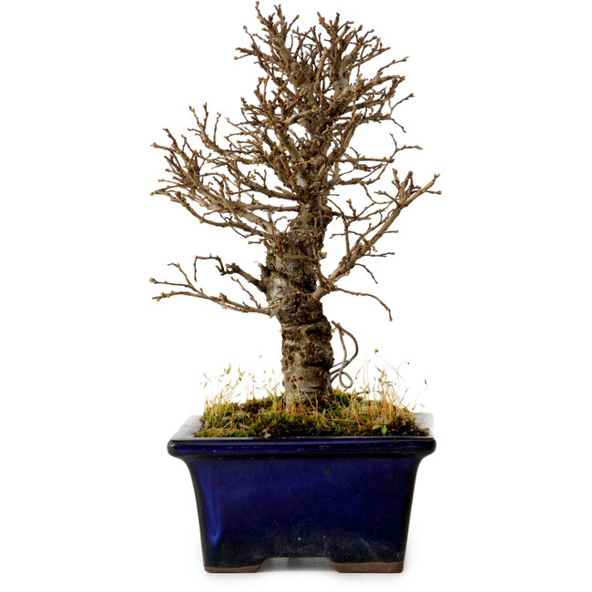 Ulmus parvifolia Nire, 17 cm, ± 10 anni