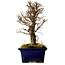 Ulmus parvifolia Nire, 17 cm, ± 10 years old