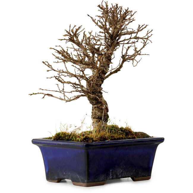 Ulmus parvifolia Nire, 17 cm, ± 10 jaar oud