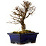 Ulmus parvifolia Nire, 17 cm, ± 10 ans