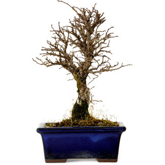 Ulmus parvifolia Nire, 19 cm, ± 10 jaar oud