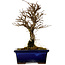 Ulmus parvifolia Nire, 19 cm, ± 10 years old