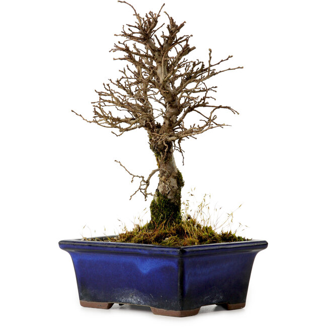 Ulmus parvifolia Nire, 19 cm, ± 10 years old