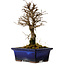 Ulmus parvifolia Nire, 19 cm, ± 10 anni