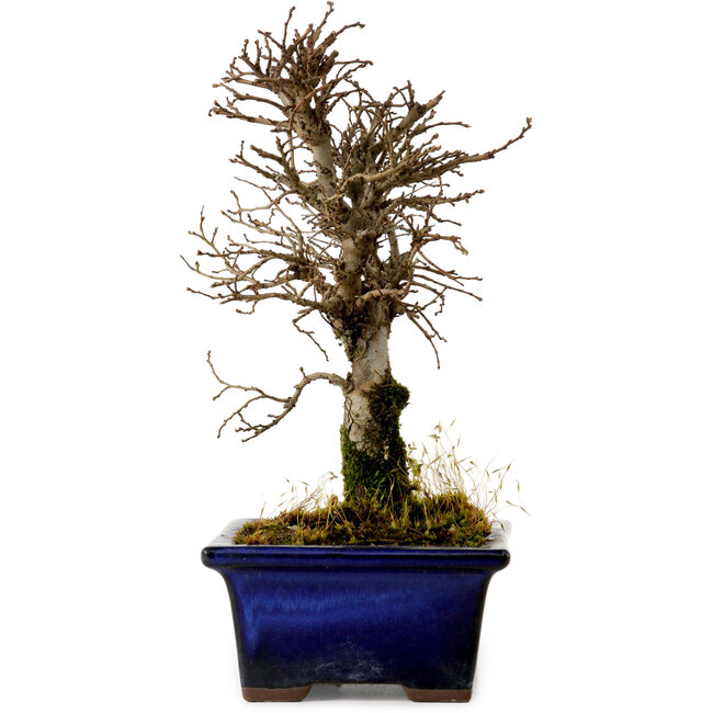 Ulmus parvifolia Nire, 19 cm, ± 10 years old