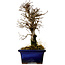 Ulmus parvifolia Nire, 19 cm, ± 10 jaar oud
