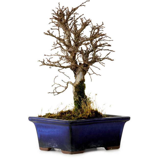 Ulmus parvifolia Nire, 19 cm, ± 10 Jahre alt