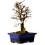 Ulmus parvifolia Nire, 19 cm, ± 10 years old