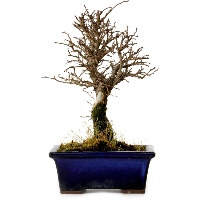 Ulmus parvifolia Nire, 19 cm, ± 10 anni