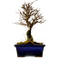 Ulmus parvifolia Nire, 19 cm, ± 10 ans