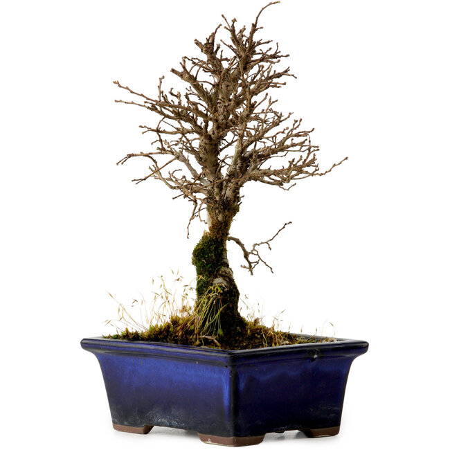 Ulmus parvifolia Nire, 19 cm, ± 10 years old