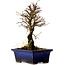 Ulmus parvifolia Nire, 19 cm, ± 10 years old
