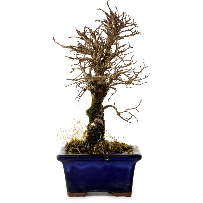 Ulmus parvifolia Nire, 19 cm, ± 10 years old