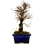 Ulmus parvifolia Nire, 19 cm, ± 10 Jahre alt