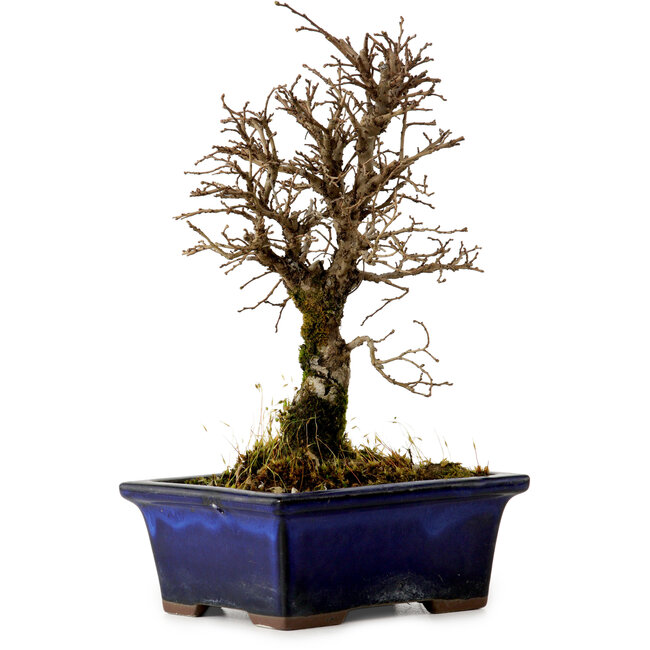 Ulmus parvifolia Nire, 19 cm, ± 10 jaar oud