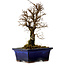 Ulmus parvifolia Nire, 19 cm, ± 10 ans