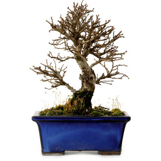 Ulmus parvifolia Nire, 16 cm, ± 10 jaar oud