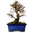 Ulmus parvifolia Nire, 16 cm, ± 10 years old