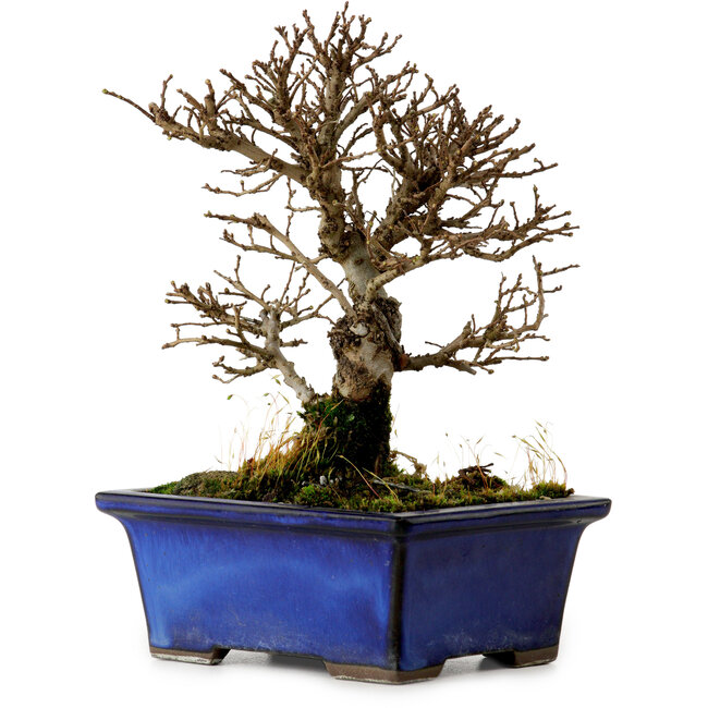 Ulmus parvifolia Nire, 16 cm, ± 10 Jahre alt
