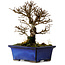 Ulmus parvifolia Nire, 16 cm, ± 10 years old