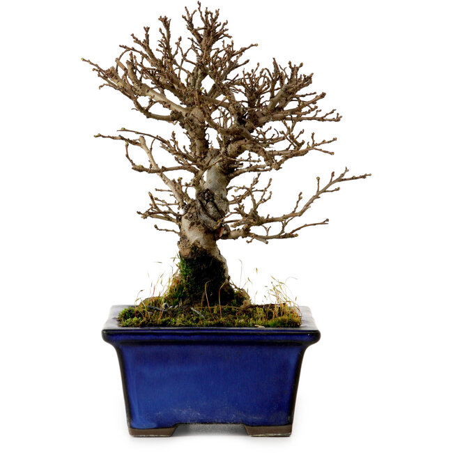 Ulmus parvifolia Nire, 16 cm, ± 10 Jahre alt