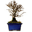 Ulmus parvifolia Nire, 16 cm, ± 10 years old