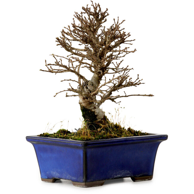 Ulmus parvifolia Nire, 16 cm, ± 10 years old