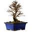 Ulmus parvifolia Nire, 16 cm, ± 10 Jahre alt
