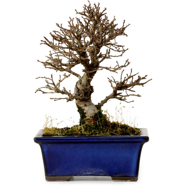 Ulmus parvifolia Nire, 16 cm, ± 10 anni