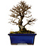 Ulmus parvifolia Nire, 16 cm, ± 10 Jahre alt