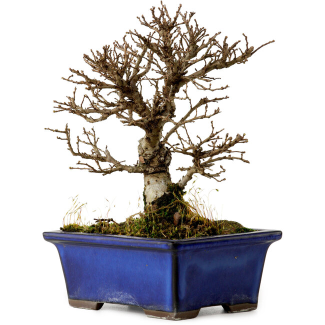 Ulmus parvifolia Nire, 16 cm, ± 10 years old