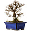 Ulmus parvifolia Nire, 16 cm, ± 10 Jahre alt