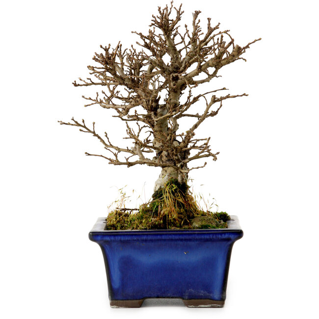 Ulmus parvifolia Nire, 16 cm, ± 10 Jahre alt