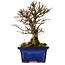 Ulmus parvifolia Nire, 16 cm, ± 10 ans